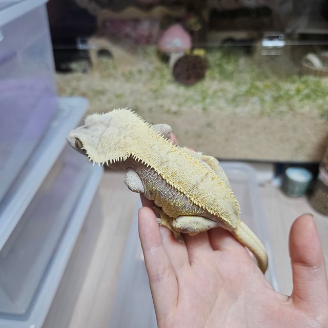 노멀 트라이 레드