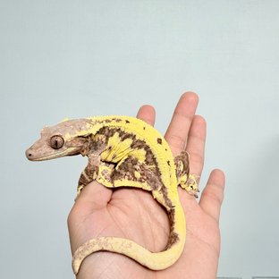 행운이