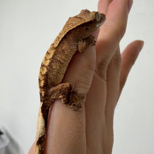 트라이 익스트림할리퀸 화이트포트홀