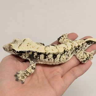프레
