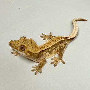 노멀 쿼드 드리피 화이트핀