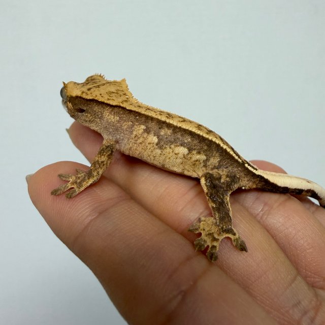 노멀 드리피 슈퍼스트라이프 화이트포트홀