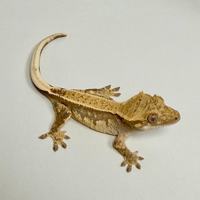 노멀 쿼드 드리피 화이트핀