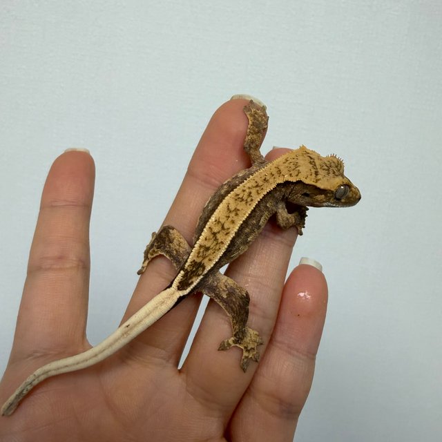 노멀 드리피 슈퍼스트라이프 화이트포트홀