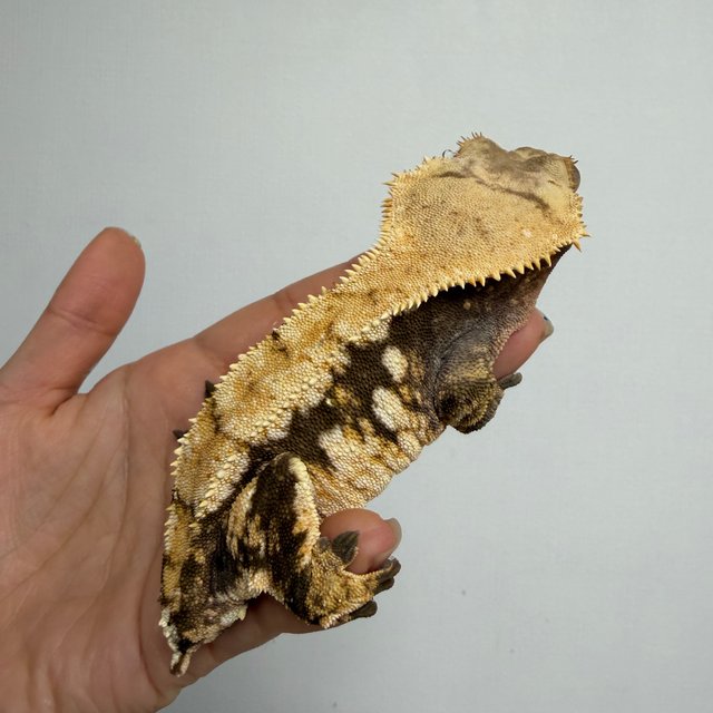 트라이 텐저린 화이트포트홀