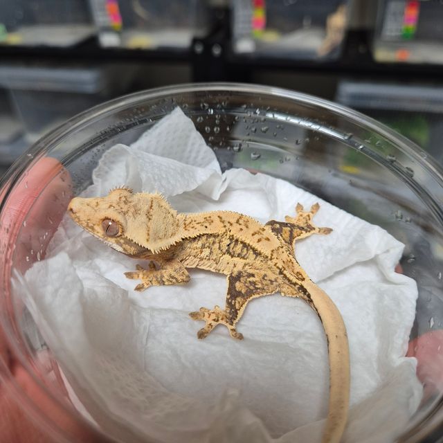 트라이 쿼드 핀스트라이프