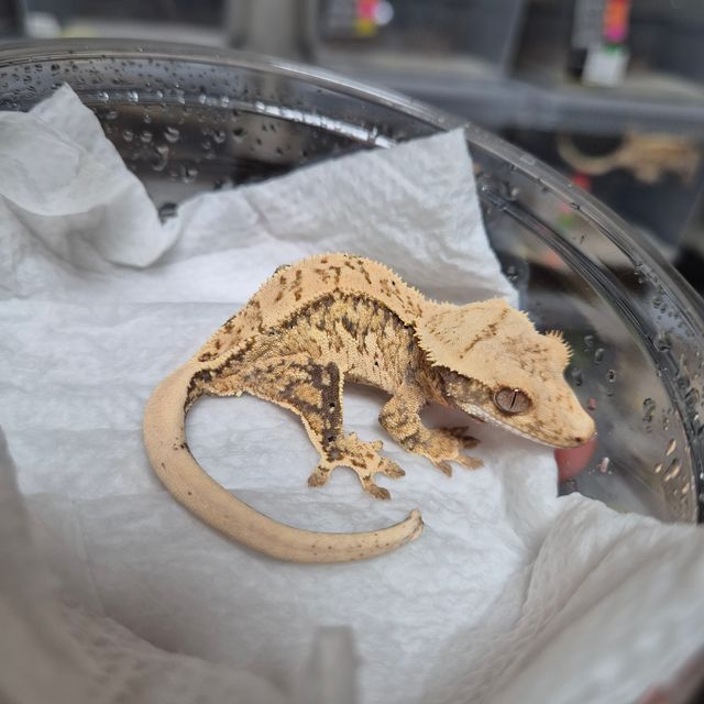 트라이 쿼드 핀스트라이프