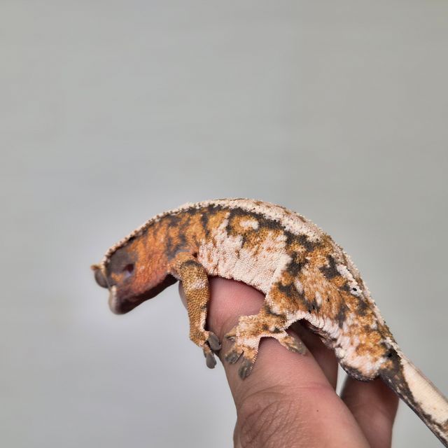 트라이 익스트림할리퀸