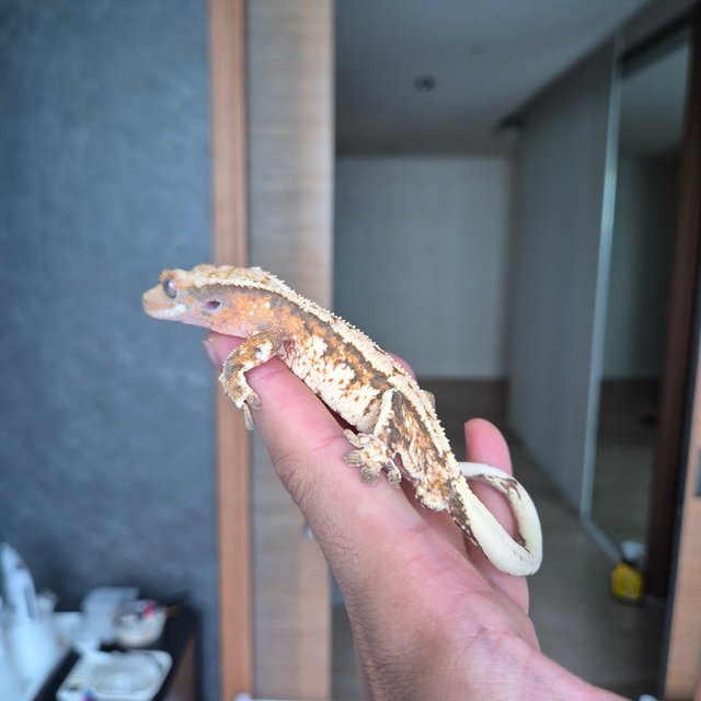 트라이 텐저린 익스트림할리퀸