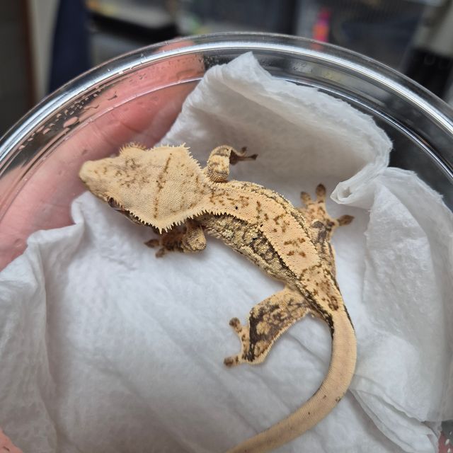 트라이 쿼드 핀스트라이프