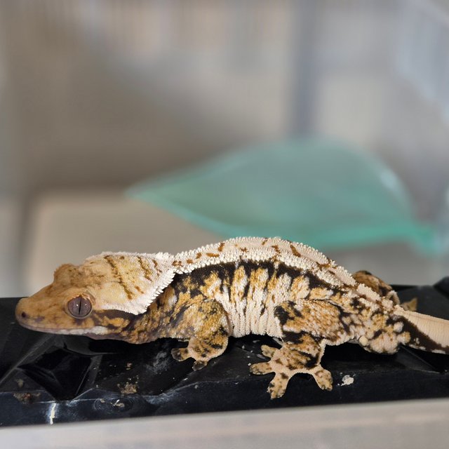 트라이 익스트림할리퀸 할리퀸 화이트스팟