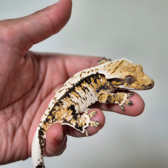 트라이 익스트림할리퀸 할리퀸 화이트스팟