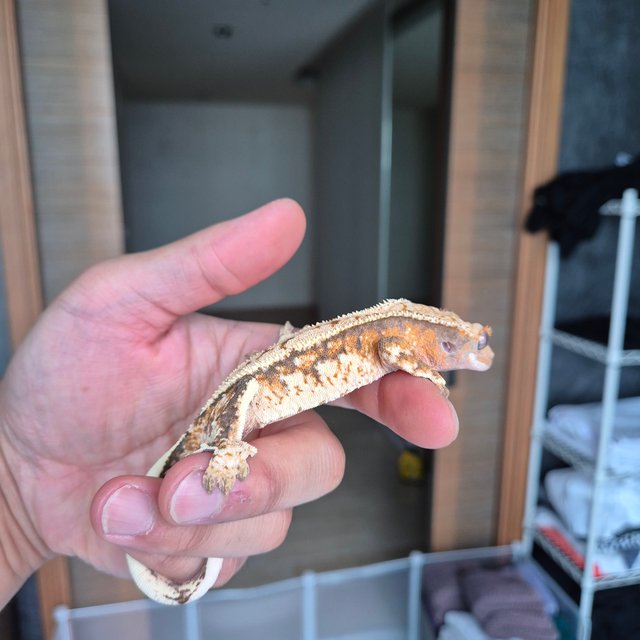 트라이 텐저린 익스트림할리퀸