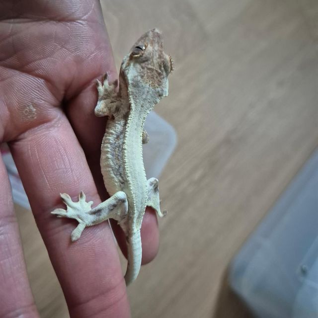 프라푸치노