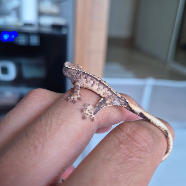 트라이 익스트림할리퀸 할리퀸 화이트스팟