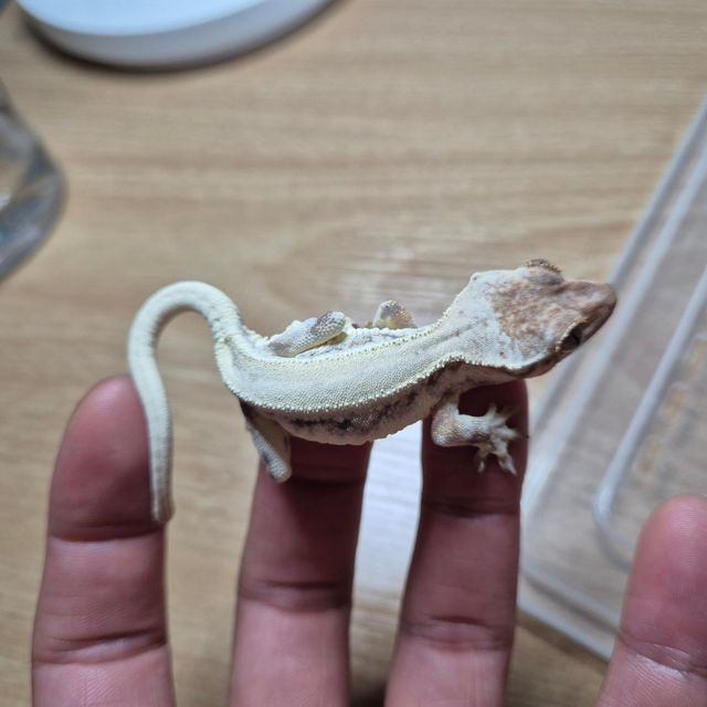 프라푸치노