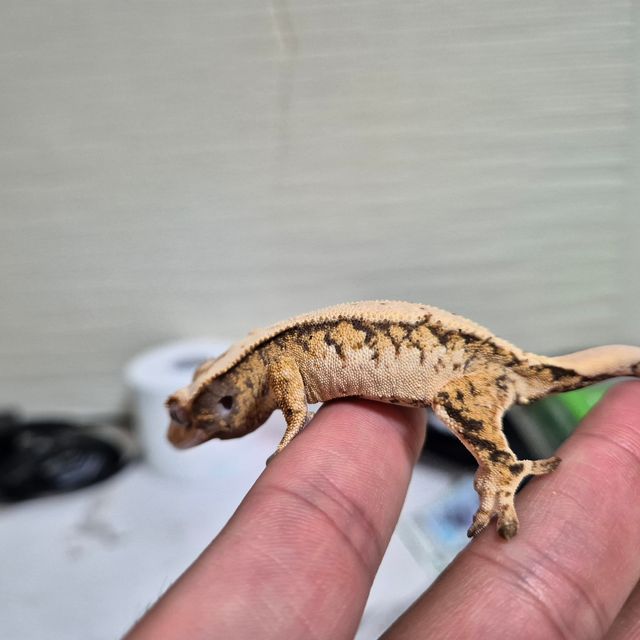 익스트림할리퀸 트라이