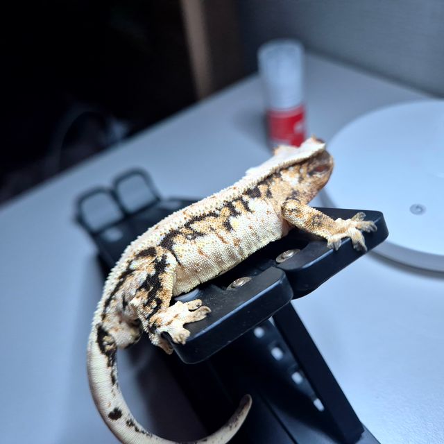 트라이