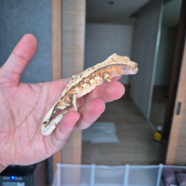 트라이 텐저린 익스트림할리퀸