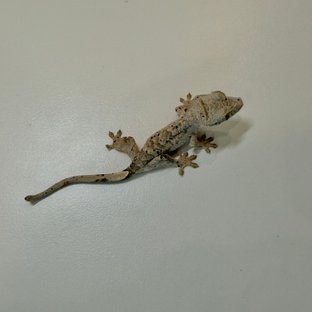 슈퍼달마시안 달마시안
