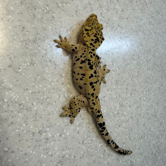 슈퍼달마시안