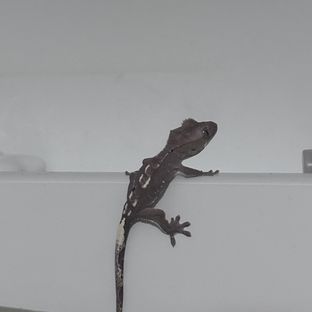 아잔틱