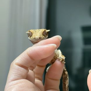 트라이