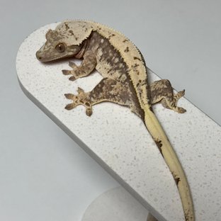 트라이