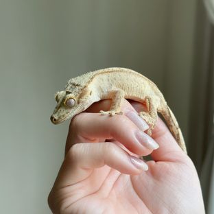 크림시클