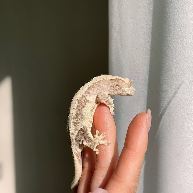 릴리100%헷아잔틱 릴리화이트