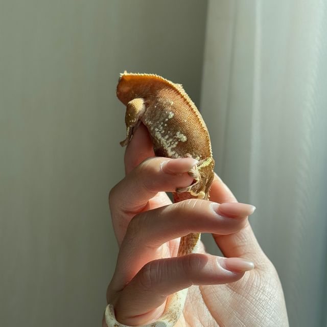 레드
