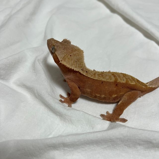 레드