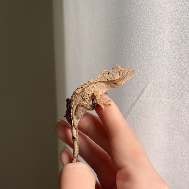 슈퍼달마시안 달마시안