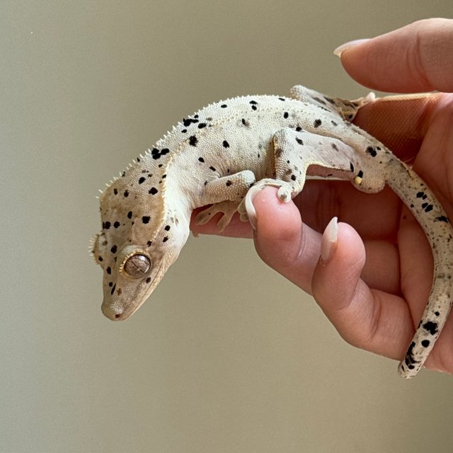 슈퍼달마시안 달마시안