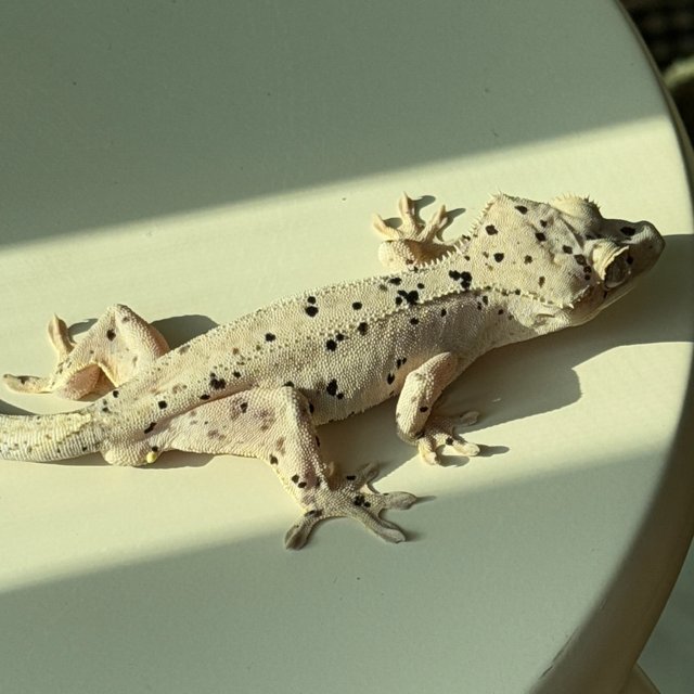 슈퍼달마시안 달마시안