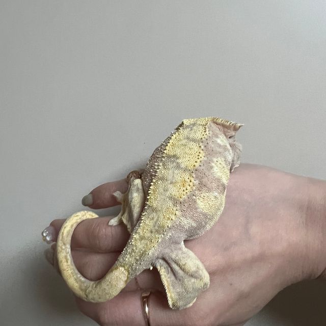 익스트림할리퀸 옐로우