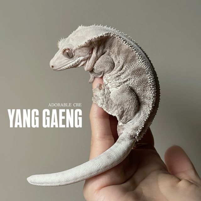 팬텀 릴리화이트