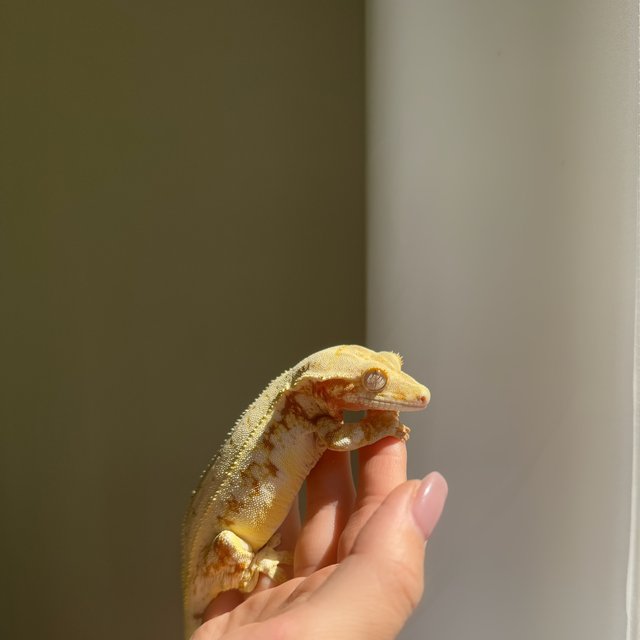 릴리화이트 레드