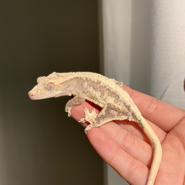 릴리100%헷아잔틱 릴리화이트