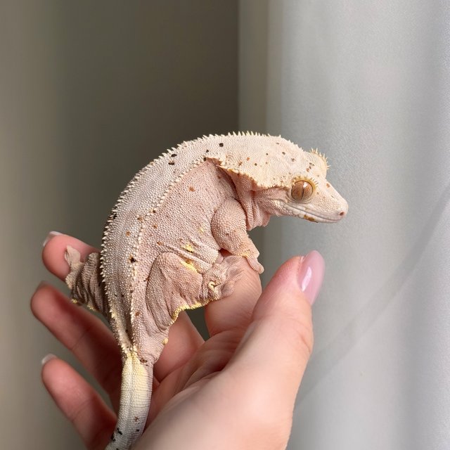 슈퍼달마시안 달마시안 레드