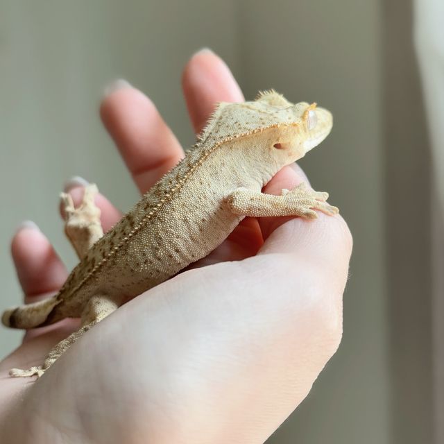 크림시클