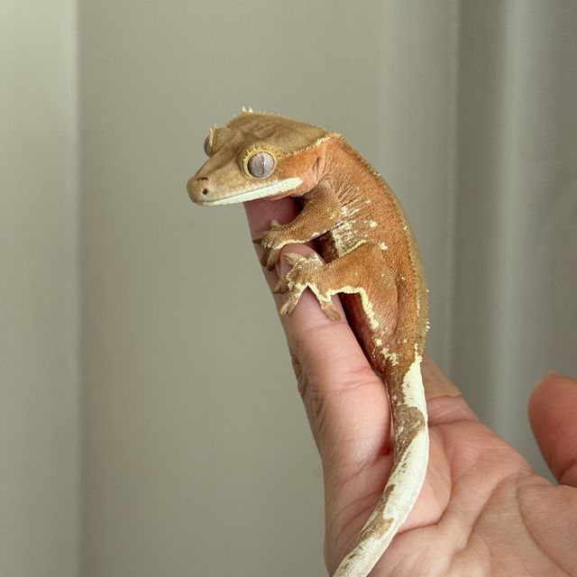 바이 레드