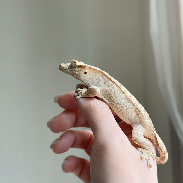 크림시클