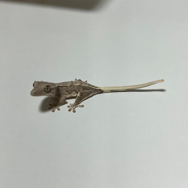 팬텀 릴리화이트