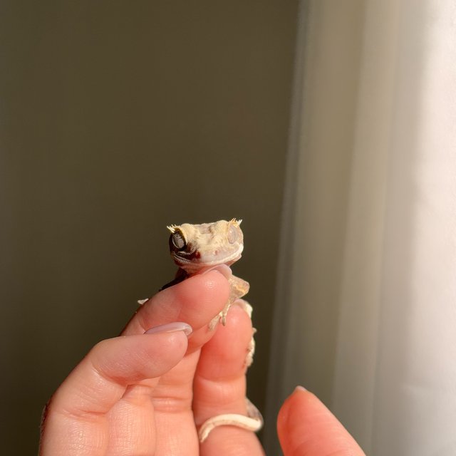 릴리100%헷아잔틱