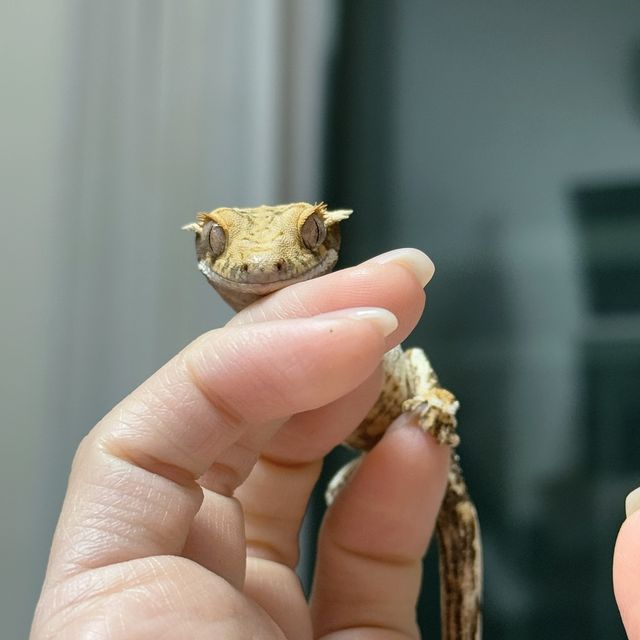 트라이
