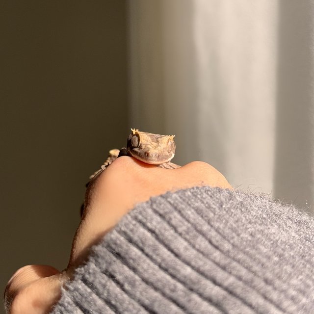 노멀 100%헷아잔틱