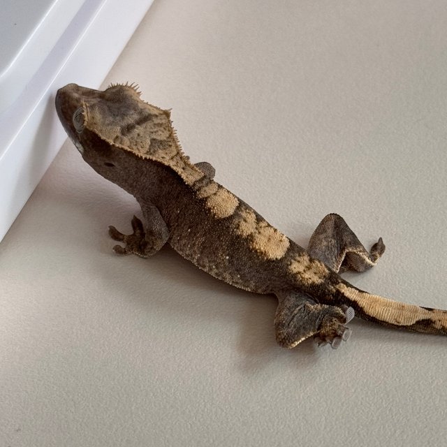 노멀 100%헷아잔틱