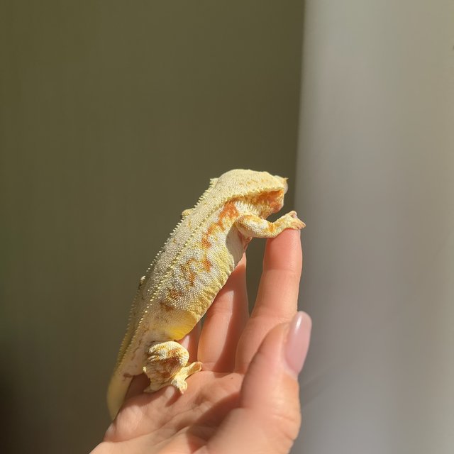 릴리화이트 레드