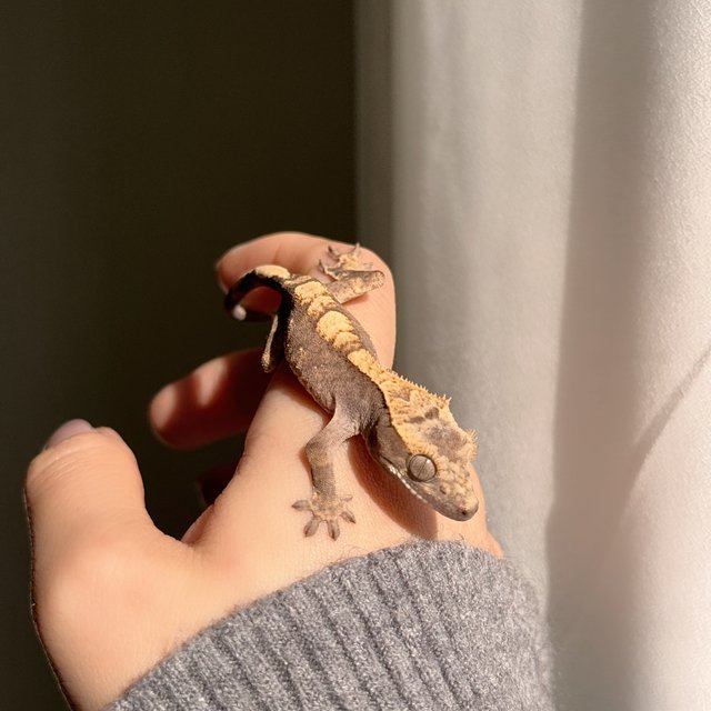 노멀 100%헷아잔틱